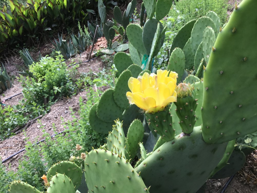 fruitwood_image_unavailable3